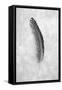 Feathers #5-Alan Blaustein-Framed Stretched Canvas