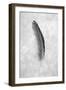Feathers #5-Alan Blaustein-Framed Photographic Print