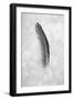 Feathers #5-Alan Blaustein-Framed Photographic Print