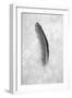 Feathers #5-Alan Blaustein-Framed Photographic Print