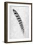 Feathers #6-Alan Blaustein-Framed Photographic Print