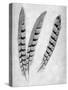 Feathers B-W #1-Alan Blaustein-Stretched Canvas