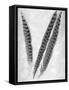 Feathers B-W #3-Alan Blaustein-Framed Stretched Canvas
