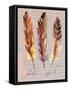 Feathers Fig 1-Gregory Gorham-Framed Stretched Canvas