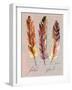 Feathers Fig 1-Gregory Gorham-Framed Art Print