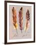 Feathers Fig 1-Gregory Gorham-Framed Art Print