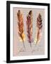 Feathers Fig 1-Gregory Gorham-Framed Art Print