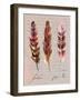 Feathers Fig 2-Gregory Gorham-Framed Art Print