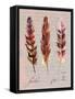 Feathers Fig 2-Gregory Gorham-Framed Stretched Canvas