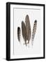 Feathers II-PI Studio-Framed Art Print