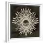 Feathers Mandala I-null-Framed Premium Giclee Print