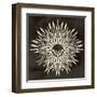 Feathers Mandala I-null-Framed Art Print