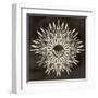 Feathers Mandala I-null-Framed Art Print