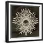 Feathers Mandala I-null-Framed Art Print