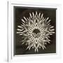 Feathers Mandala I-null-Framed Art Print