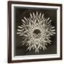 Feathers Mandala I-null-Framed Art Print