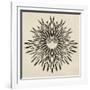 Feathers Mandala II-null-Framed Art Print