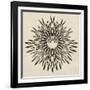 Feathers Mandala II-null-Framed Art Print