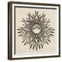 Feathers Mandala II-null-Framed Premium Giclee Print