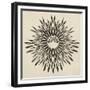 Feathers Mandala II-null-Framed Premium Giclee Print