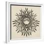 Feathers Mandala II-null-Framed Premium Giclee Print