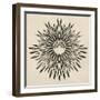 Feathers Mandala II-null-Framed Art Print