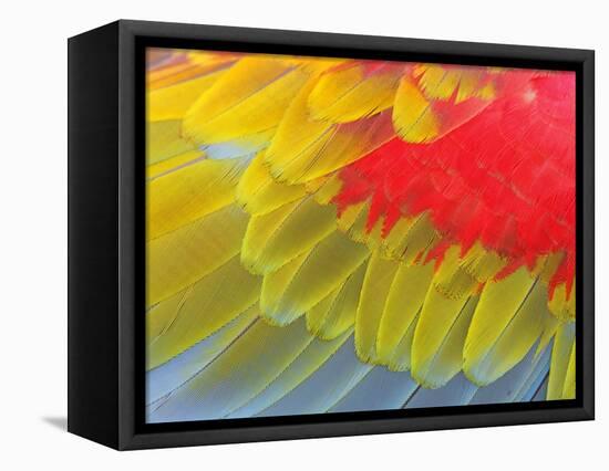 Feathers of a Scarlet Macaw-Arthur Morris-Framed Stretched Canvas