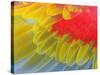 Feathers of a Scarlet Macaw-Arthur Morris-Stretched Canvas