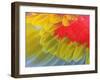 Feathers of a Scarlet Macaw-Arthur Morris-Framed Premium Photographic Print