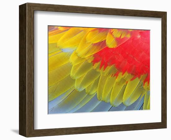 Feathers of a Scarlet Macaw-Arthur Morris-Framed Photographic Print