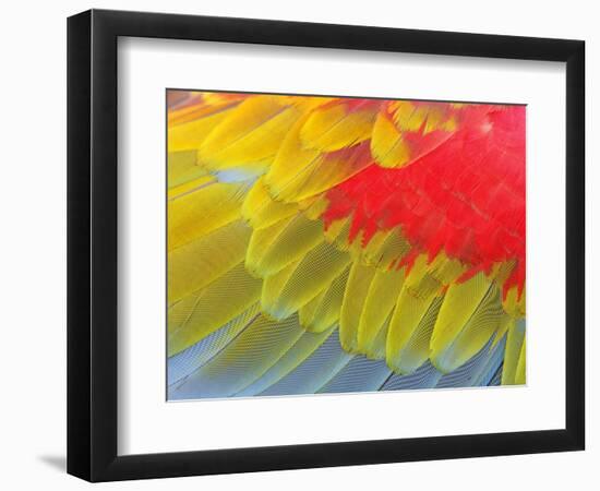 Feathers of a Scarlet Macaw-Arthur Morris-Framed Photographic Print