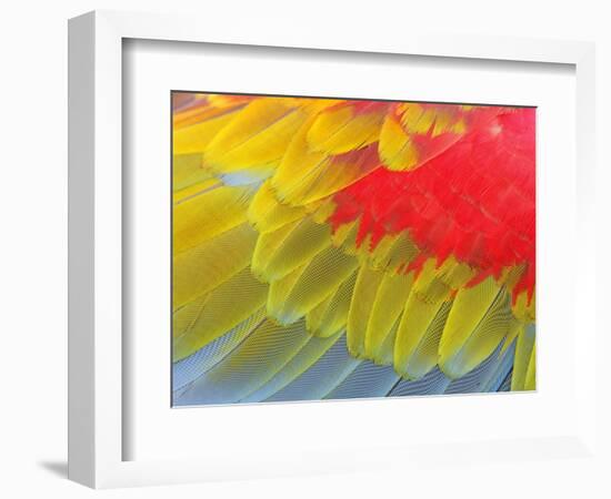 Feathers of a Scarlet Macaw-Arthur Morris-Framed Photographic Print