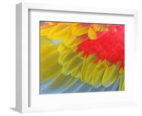 Feathers of a Scarlet Macaw-Arthur Morris-Framed Photographic Print