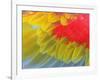 Feathers of a Scarlet Macaw-Arthur Morris-Framed Photographic Print