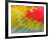 Feathers of a Scarlet Macaw-Arthur Morris-Framed Photographic Print