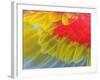 Feathers of a Scarlet Macaw-Arthur Morris-Framed Photographic Print