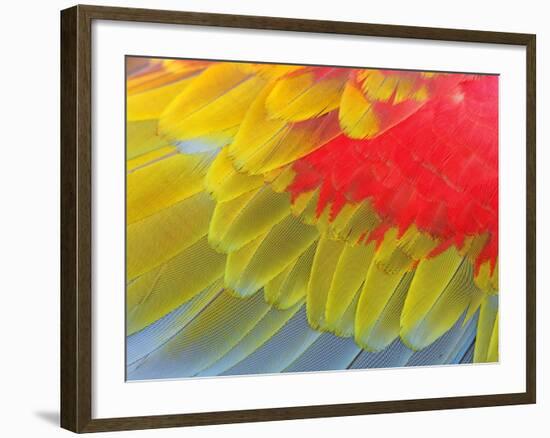 Feathers of a Scarlet Macaw-Arthur Morris-Framed Photographic Print