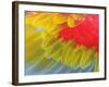 Feathers of a Scarlet Macaw-Arthur Morris-Framed Photographic Print