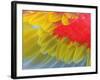 Feathers of a Scarlet Macaw-Arthur Morris-Framed Photographic Print