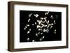 Feathers-Charles Bowman-Framed Photographic Print