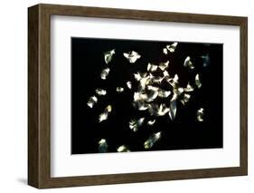 Feathers-Charles Bowman-Framed Photographic Print