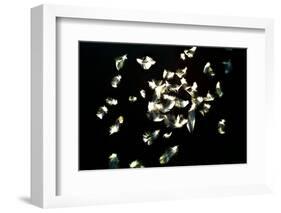 Feathers-Charles Bowman-Framed Photographic Print