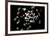 Feathers-Charles Bowman-Framed Photographic Print