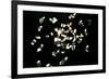 Feathers-Charles Bowman-Framed Photographic Print