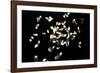 Feathers-Charles Bowman-Framed Photographic Print