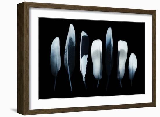 Feathers-Incado-Framed Photographic Print