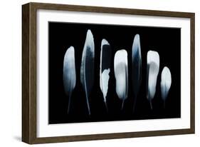 Feathers-Incado-Framed Photographic Print