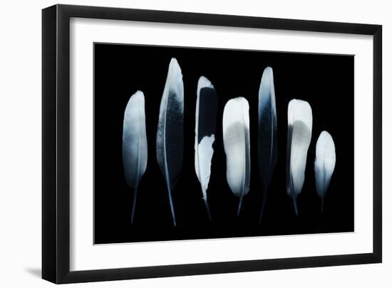 Feathers-Incado-Framed Photographic Print