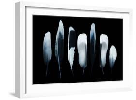 Feathers-Incado-Framed Photographic Print