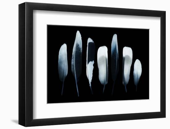 Feathers-Incado-Framed Photographic Print